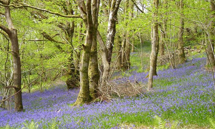 Bluebells carpet the woodlands here in May
